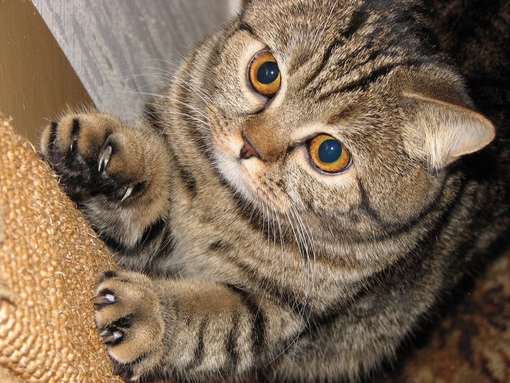 какая кошка не может вытягивать когти. кот на ногтях. какая кошка не может вытягивать когти. котенок выпустил когти. антицарапки на когти.