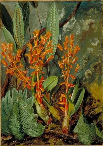 Марианна Норт (Marianne North; 24 октября 1830 30 августа 1890 английская путешественница и художница, известная своими ботаническими иллюстрациями и пейзажами, а также открытиями новых видов