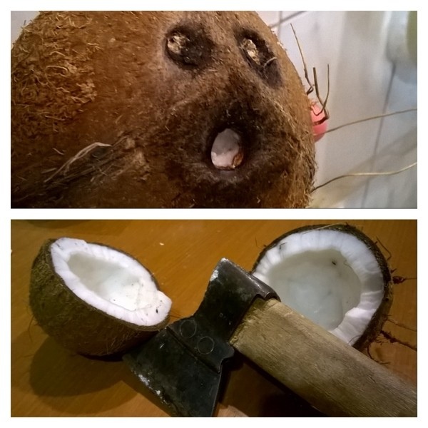 Смешной кокос