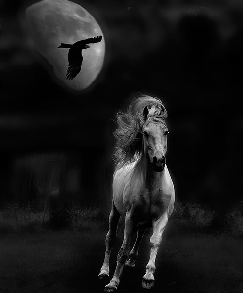 Белая лошадь ночью. Лунный конь. Лошадь под луной. Лошадь ночью. В ночное на лошадях