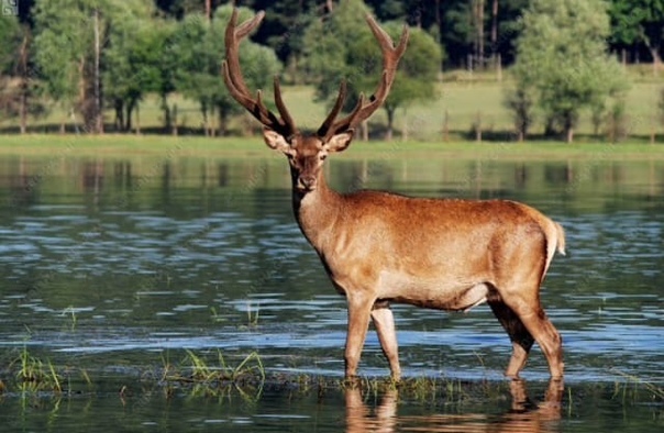 Красный олень. Олень в воде. Алень. Картина " олень на водопое" викторианская эпоха. Олень в воде.