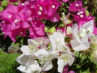 Цветы египта названия. Бугенвиллия Парфенон. Цветы Египта. Бугенвиллия в Египте. Цветущие растения Египта