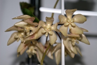 Хойя ундулата. Хойя ундулата. Hoya ундулата. Хойя ундулата. Хойя undulata.