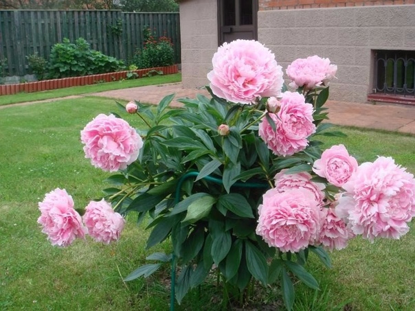 Пион травянистый эдулис суперба. Пион древовидный куст. Пионы куст. Пион эдулис суперба. Пионы размер куста.