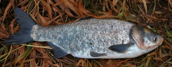 Пятнистая белая рыба. Толстолобик рыба. Пестрый толстолобик. Толстолобик маленький. Карп серебристый