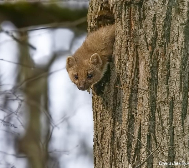 Пушное дерево. Куница в лесу. Соболь жилище. Куница серая. Куница лесная желтодушка.