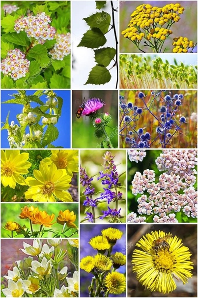 Фотоколлаж цветы. Лекарственные растения коллаж. Дикорастущие растения коллаж. Разные растения. Растительный мир коллаж.