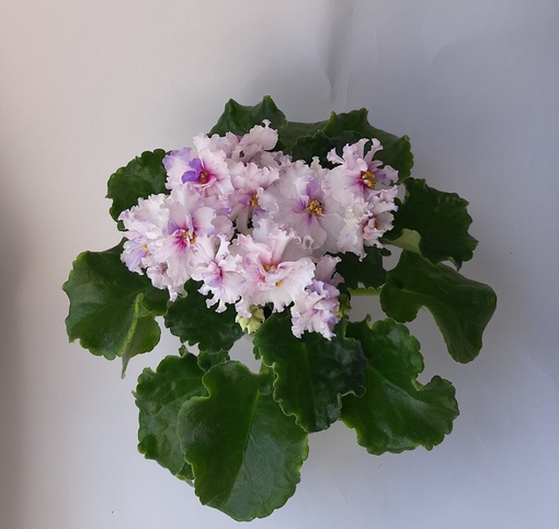 Гордость нашей коллекции - один из сеянцев, дарящий весеннее настроение и волны 