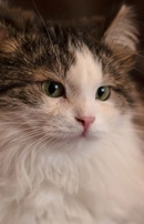 Кошка пуша. Сибирская пуша. Фото пуша. Кот со спокойным лицом. Пуша тик.