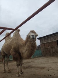 Ферма бабы фроси в астрахани. Ферма бабы фроси в астрахани. Зоопарк баба фрося в астраханской области. Баба фрося. Зоопарк баба фрося в астраханской области.